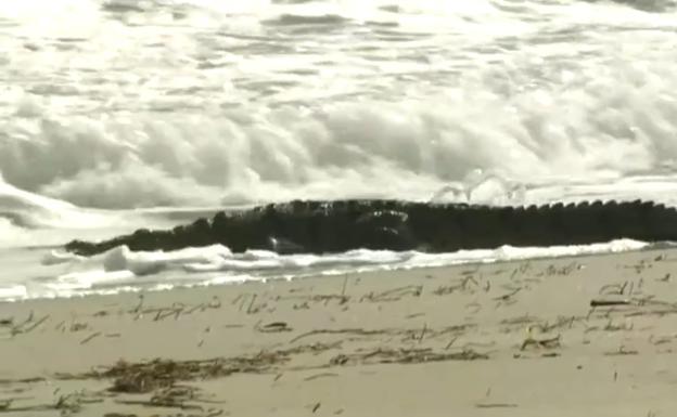 Evacúan una playa en Florida tras la aparición de un cocodrilo de dos metros