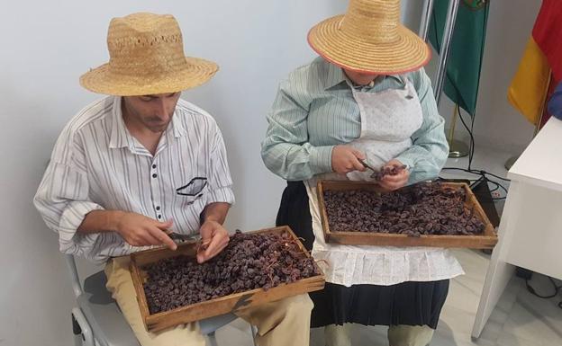 ángel Mexico Destierro La pasa se convierte en el primer cultivo europeo Patrimonio Agrícola  Mundial | Diario Sur