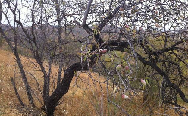 Acabar con la almendra amarga, objetivo de Almendrera del Sur