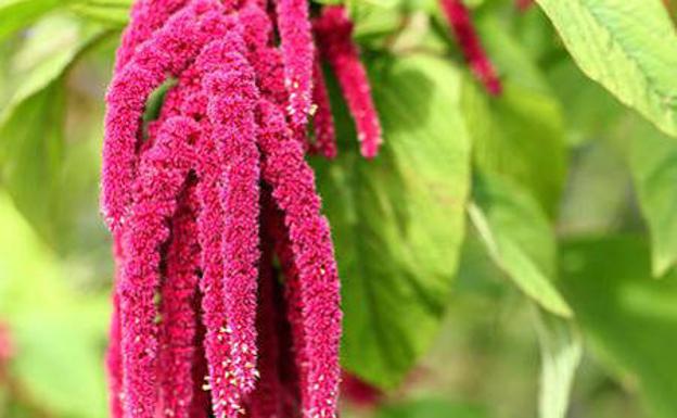 Amaranto, el superalimento que nace de las montañas andinas