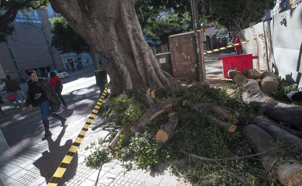 Medio Ambiente volverá a analizar el estado de los ficus de la Alameda de Málaga antes de la peatonalización