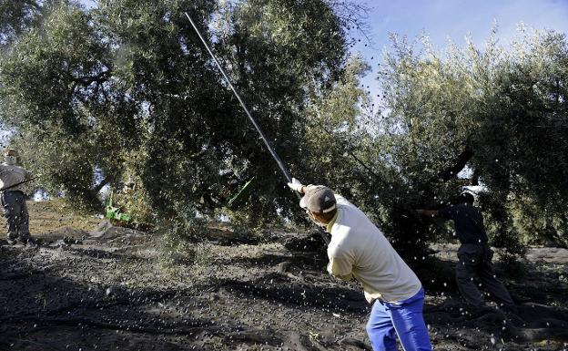 El campo andaluz se recupera tras la crisis
