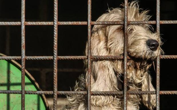 Cae una organización que robaba por encargo perros de caza en Málaga