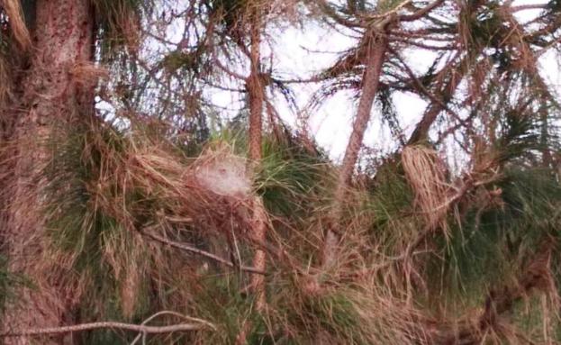 Vecinos de urbanizaciones de Mijas denuncian la presencia de plagas de procesionarias