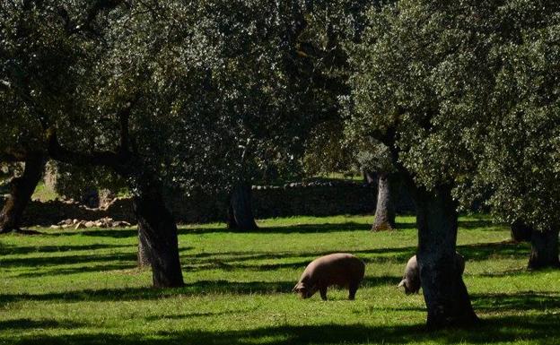 Valle de los Pedroches, una comarca de pata negra