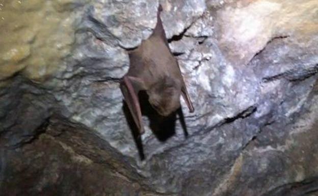 Multan a un colegio de Arriate por tapar una rejilla donde vivía una colonia de murciélagos