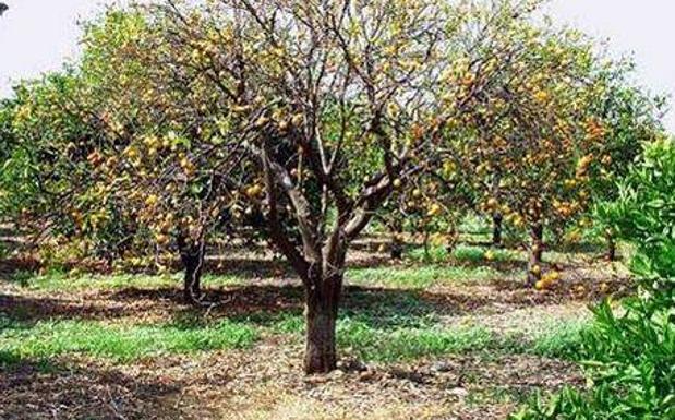 Agricultores malagueños afectados por el mal seco de los cítricos podrán pedir indemnizaciones