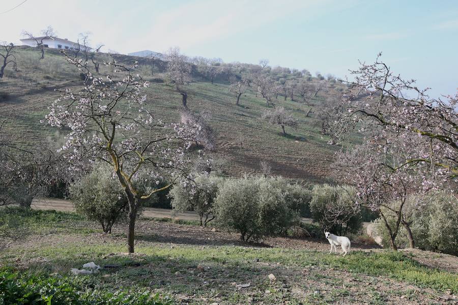 Los almendros comienzan a florecer en Málaga