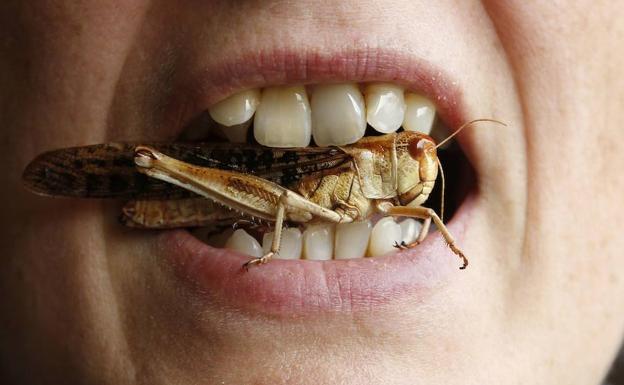 ¿Se pueden consumir insectos en España?