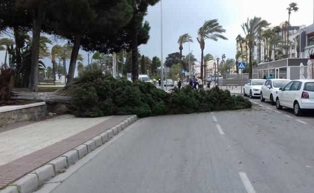 La caída de un árbol obliga a cortar parte de la antigua N-340 en Cajiz