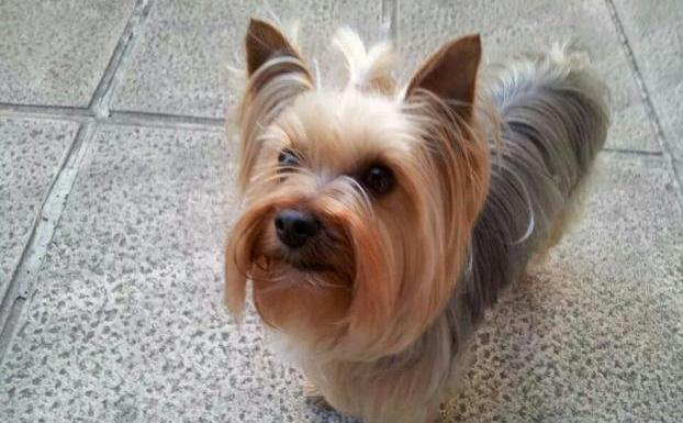 «Si quieres recuperar tu perrita, son 4.000 euros»