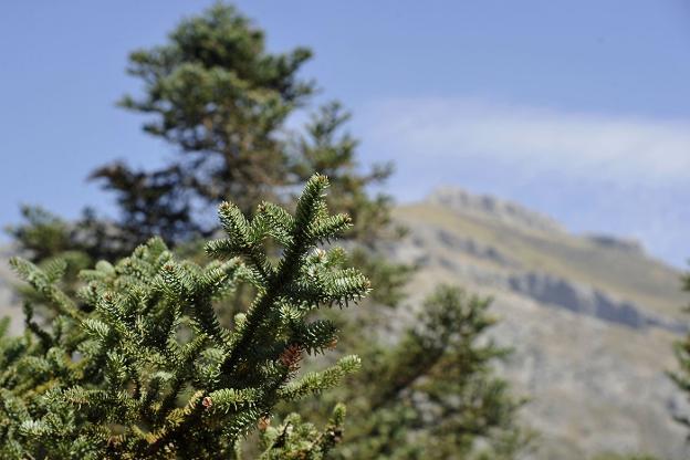 La Sierra de las Nieves estará protegida de forma preventiva hasta que sea parque nacional