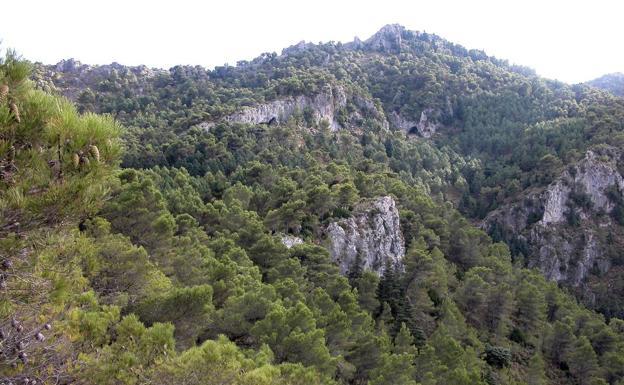 ¿Por qué no se han extinguido los pinsapos de la Sierra de las Nieves?