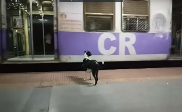 El curioso caso de la perra que espera cada noche el mismo tren