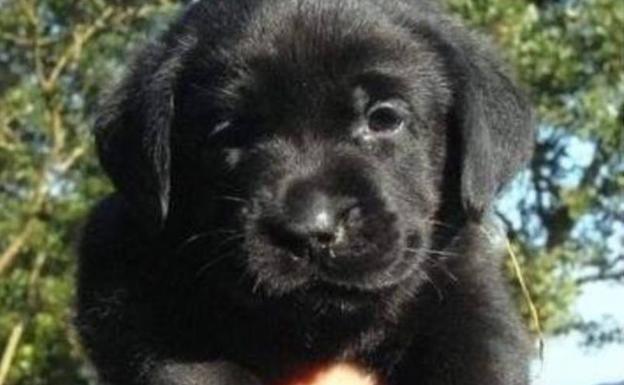 El bulo de los cachorros de labrador de color negro de Manuel
