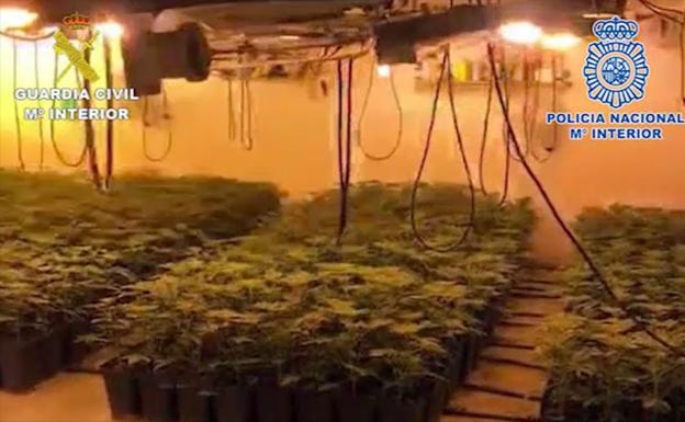 Treinta detenidos por el cultivo de más de 1.200 plantas de marihuana en la comarca de Antequera