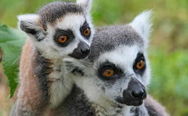 Madagascar, la paradisíaca isla de los baobabs y los lémures