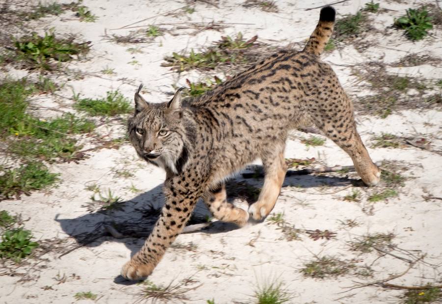 Abre en Doñana el Observatorio de Linces, una especie que suma 448 ejemplares en Andalucía