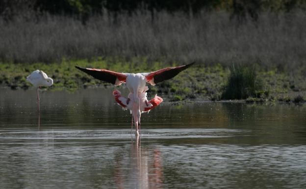 La Laguna de Fuente de Piedra cuenta con más de 4.500 flamencos y un nivel de agua óptimo para la reproducción