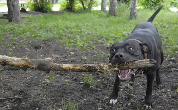 Un perro mata a su dueña y a su hijo en Alemania