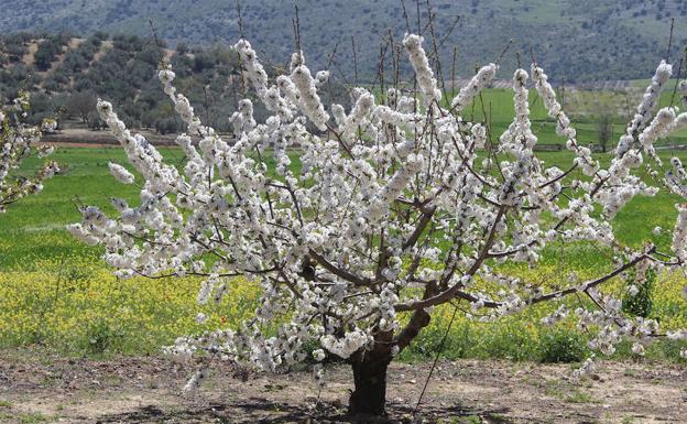 Enclaves en Málaga donde sacar las mejores fotos esta primavera