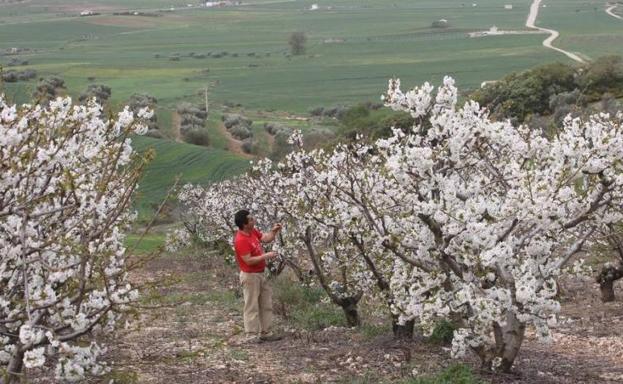 El deslumbrante fin de semana del valle de las cerezas de Málaga