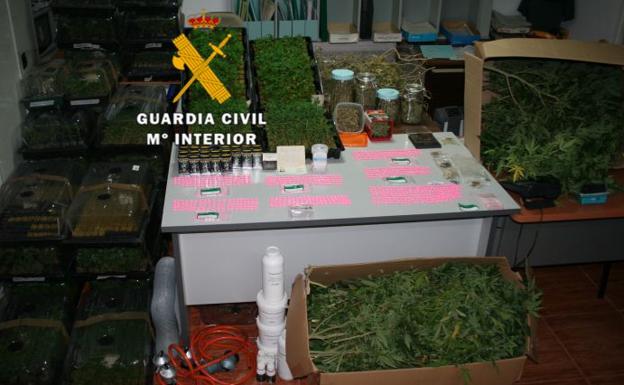 Intervienen 2.644 plantas de marihuana en dos viviendas de Mijas