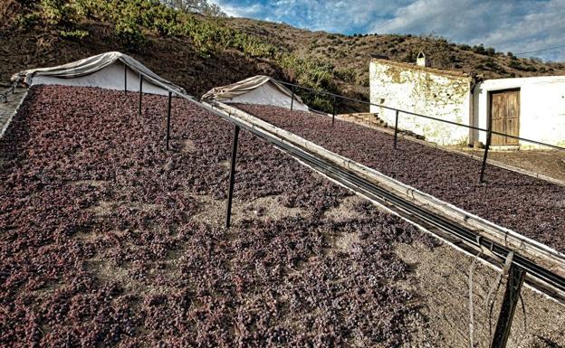 Una ruta malagueña para los adoradores de las pasas