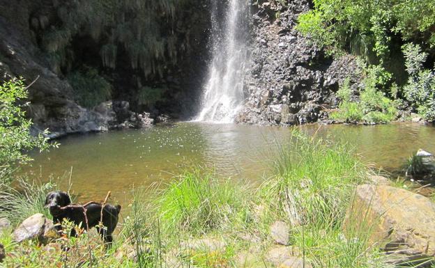 Diez rutas de senderismo para recorrer con tu perro esta primavera en Málaga