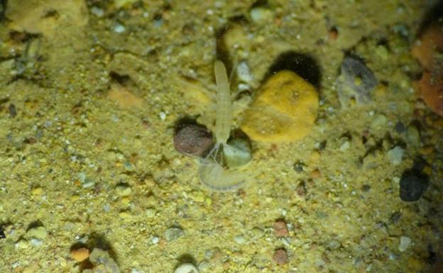 Descubren una nueva especie de anfípodo en una cueva de Antequera