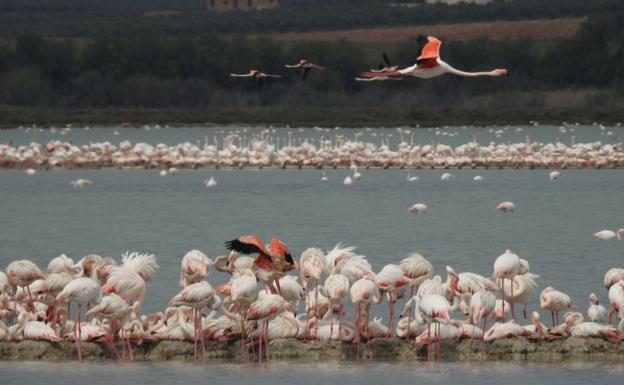 La población de flamencos se incrementa hasta los 35.000 en Fuente de Piedra tras las últimas lluvias