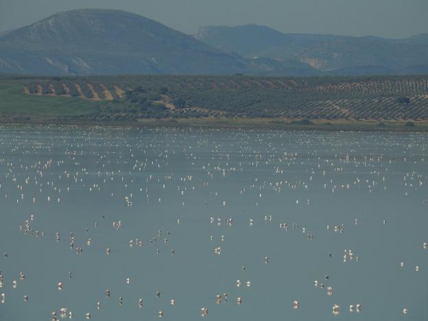 La Laguna de Fuente de Piedra alcanza el lleno absoluto de flamencos tras las lluvias