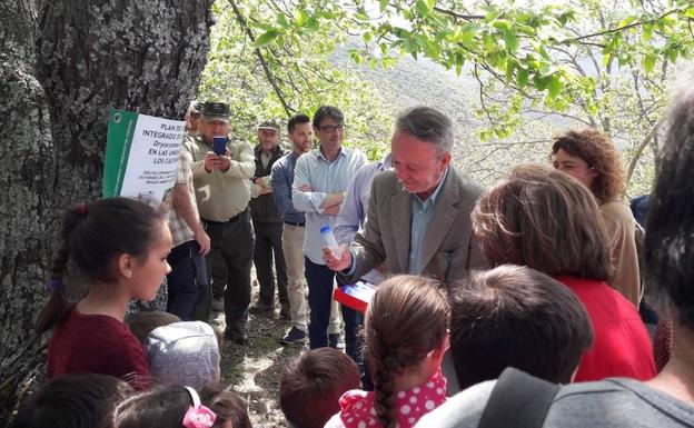 La Junta de Andalucía inicia una nueva suelta de parásitos para luchar contra la avispilla del castaño en el Valle del Genal