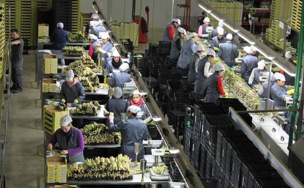 El exceso de oferta y la caída de precios afecta también al espárrago de Antequera