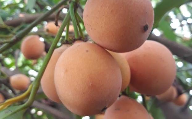 El achachairú, la exótica fruta tropical que acaba de llegar a Málaga