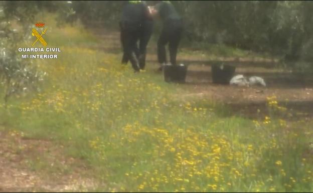 Cae en Málaga una banda dedicada al robo de aceitunas en fincas agrícolas de Andalucía