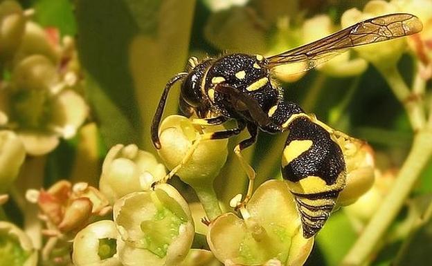 La Guardia Civil auxilia a una mujer que sufrió una reacción alérgica a la picadura de una avispa