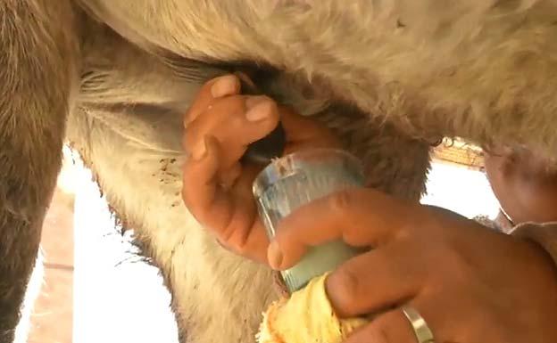 Leche de burra, la milagrosa bebida que 'cura' enfermedades en Bolivia