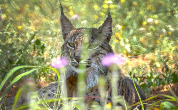 'Litio', el lince viajero