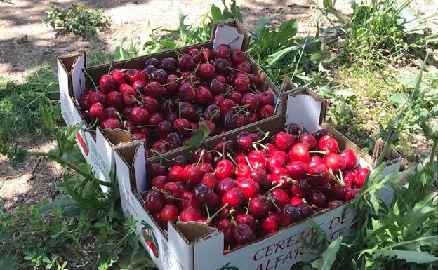 El frío y la lluvia retrasan el comienzo de la recolección de la cereza en Alfarnate