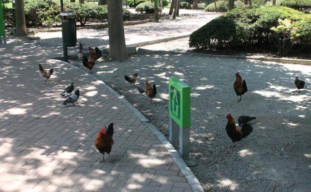 Los efectos de la 'invasión' de gallinas en el Parque de La Paloma de Benalmádena: cruzan la carretera y se cuelan en bloques y negocios