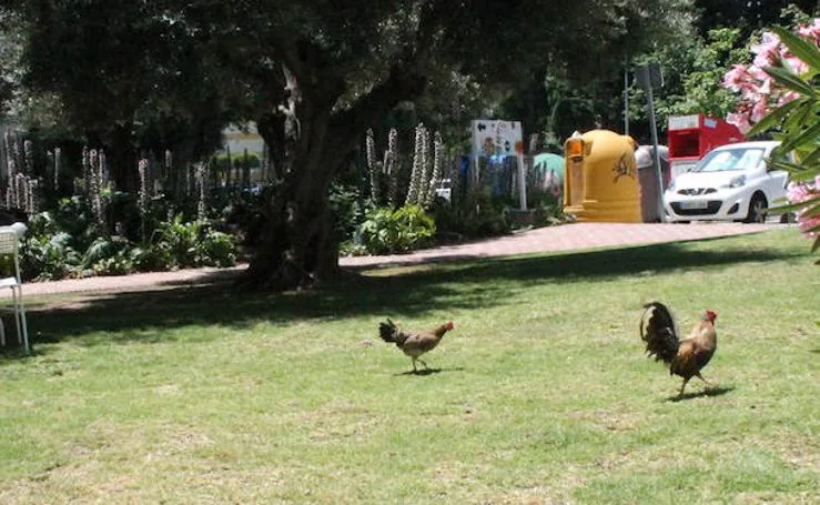 Invasión de gallos y gallinas en el Parque de la Paloma de Benalmádena