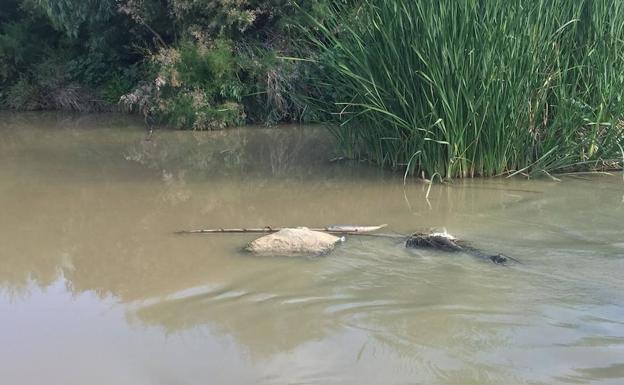 Medio Ambiente descarta vertidos en el río Guadalhorce y atribuye a causas naturales la muerte de peces