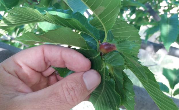 La temida plaga de la avispilla del castaño da el salto al parque natural Tejeda-Almijara