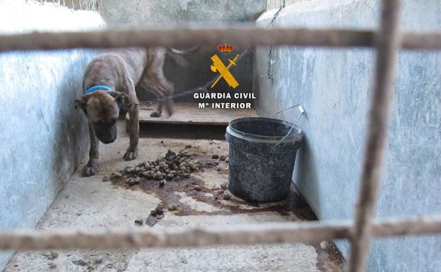 Cuatro personas investigadas por maltrato animal al tener abandonados 40 perros de distintas razas en la Axarquía