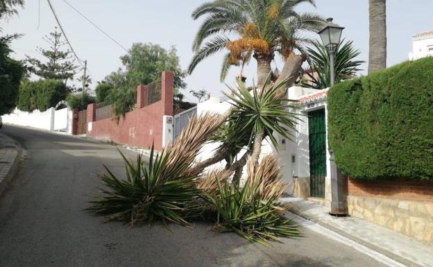 Una yuca de gran tamaño se rompe y cae en plena calle en una urbanización de Vélez sin causar daños