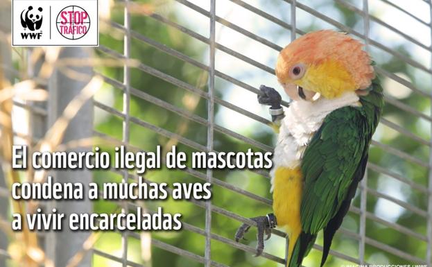 España, un paraíso para los traficantes de especies protegidas