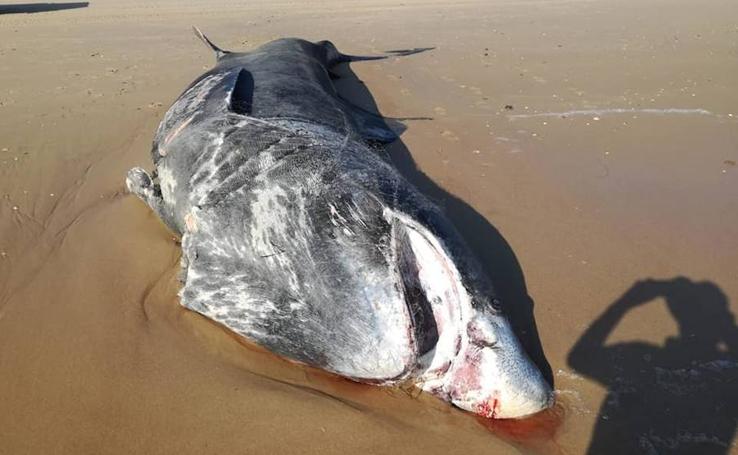 Un tiburónde nueve metros aparece muerto en una playa de Doñana