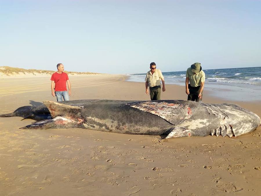 Un tiburónde nueve metros aparece muerto en una playa de Doñana