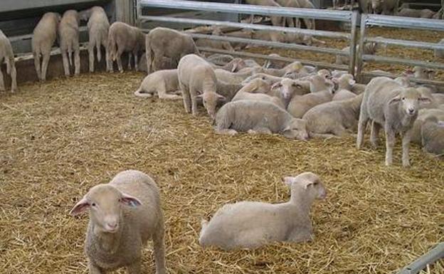 Prisión por estafar en la compra de 1.826 cabezas de ganado en Málaga y Huelva